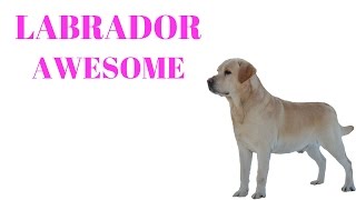 LABRADORS Are Awesome LABRADORS Life Compilation [upl. by Peatroy]