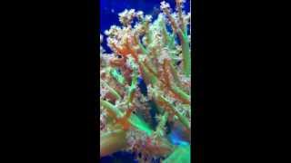 Coral Time Lapse Green Kenya Tree wClown Goby [upl. by Girard]