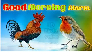 Good morning Alarm Birds voice sounds Ringtone koyal And other Birds [upl. by Ayiram]