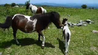 Appalachian Trail Backpacking Mt Rogers Wild Ponies [upl. by Yelbmik]