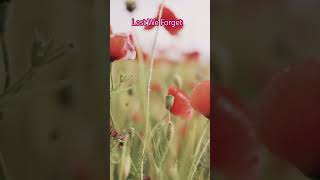 Remembrance Day Music Youtube 2024 2 Hours Music For Soothing Relaxation Peaceful Meditation [upl. by Shelley]