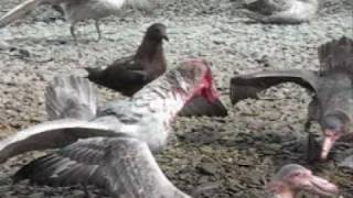 Giant Petrels feasting and fighting [upl. by Vanya]