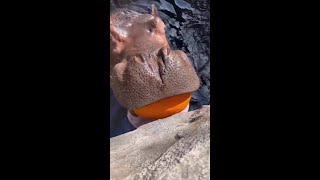 Cincinnati Zoo Hippos Dazzle Visitors With PumpkinCrushing Skills [upl. by Hulbert803]