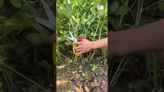 RT 89911168915115444599 mini rotary tillage and ridging allin one tree 🌲 short view rogatorshort [upl. by Artsa]