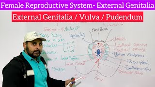 Female Reproductive System  Female External Genitalia  Female External Organ  External Genitalia [upl. by Laira]