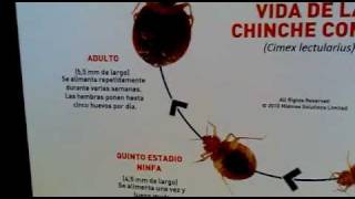 Ciclo Biologico de la Chinche [upl. by Vyner]