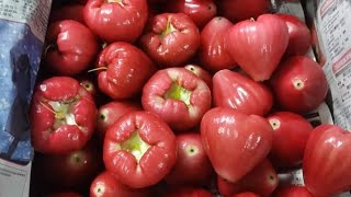 How To Grow Rose Apple From Seeds Grow Water apple or Wax Apple From Seeds [upl. by Moberg]