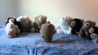 Bears Dancing to Michael Jacksons Thriller [upl. by Aufa]