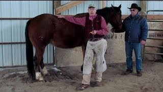 Horseshoeing School  ShoeTrus Fred Zweifel Talks about Horseshoeing Safety Tips [upl. by Aimal]