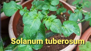 All about solanum tuberosum [upl. by Ko]