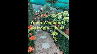 Utopia Clivias Open Weekend 2024 [upl. by Nyllewell802]