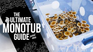 How to Build a Monotub  StepbyStep DIY Guide for Indoor Mushroom Growing  Monotub Tek  Part 1 [upl. by Stoddart]