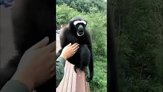 gibbon monkey  gibbon monkey sound [upl. by Ytirehc]