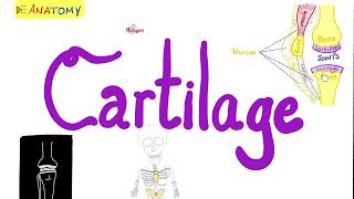 Cartilage Overview Hyaline Fibrocartilage Elastic Cartilage  Anatomy Series [upl. by Vachil]