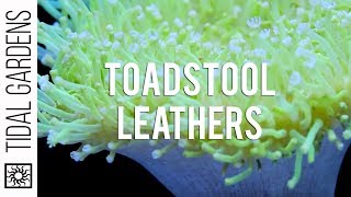 Sarcophyton Toadstool Leather Corals [upl. by Eppie521]