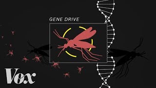 The bold plan to end malaria with a gene drive [upl. by Urd]