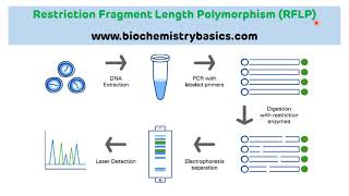 Introduction to Restriction Fragment Length Polymorphism RFLP  RFLP [upl. by Yrrat]