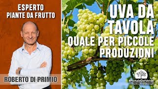 Uva da tavola quale scegliere per piccole produzioni [upl. by Mowbray19]