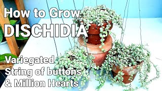 DISCHIDIA PLANT CARE GUIDE  Variegated String of Buttons amp Million Hearts dischidiaplantcareguide [upl. by Molloy]