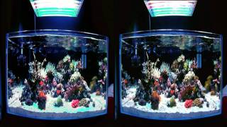 47 Gallon Rimless Aquarium in 3D [upl. by Opiak]