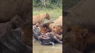 Avoca pride on buffalo kill serondellasafarilodge [upl. by Fortunio]