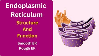 Endoplasmic Reticulum Structure and Function  Cell [upl. by Llewellyn]