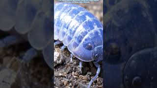 Isopods explained nature isopods animals [upl. by Cozza794]