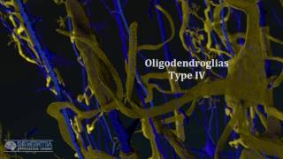 oligodendrocytes in alzheimers [upl. by Aihk69]