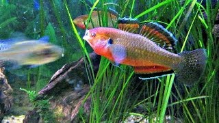 Australian Native Fish  Wild caught Empire Gudgeons  Hypseleotris compressa [upl. by Tan367]