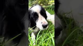 Video of adoptable pet named Brock [upl. by Oinoitna]