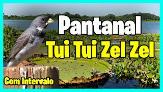 COLEIRO TUI TUI ZEL ZEL  CLÁSSICO PANTANAL   O MELHOR PARA ENCARTAR SEUS FILHOTES [upl. by Henrion509]