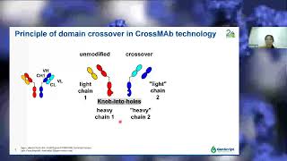 Webinar Bispecific Antibody Overview amp Production with CrossMab Technology [upl. by Kenji]