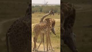 Two Giraffes Fight With NeckAnimals Fight To Death Video 2023Animal Attack Video [upl. by Oliviero763]