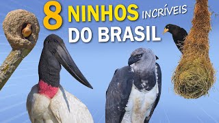 8 NINHOS DE AVES que são INCRÍVEIS Os ninhos do Brasil mais elaborados [upl. by Adnah]