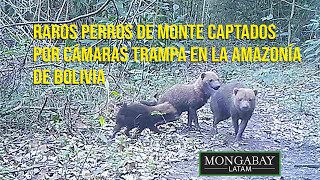 Raros perros de monte captados por cámaras trampa en la Amazonía de Bolivia [upl. by Anyahs]