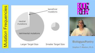 Mutation Frequencies [upl. by Herta]