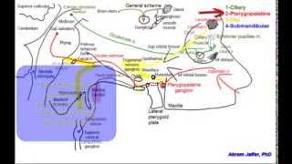 Cranial parasympathetic ganglia [upl. by Si]