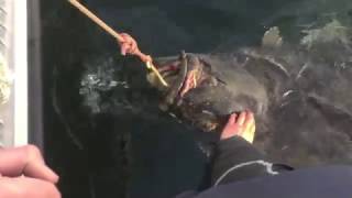 Manshausen 110 kg halibut [upl. by Mohandis]