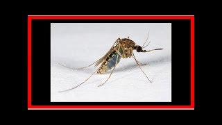 How mosquitoes walk on water [upl. by Uticas]