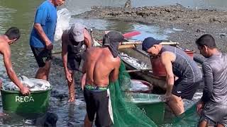 Harvesting Bangus  Donsol Sorsogon Marcellana’s Farm [upl. by Kluge]