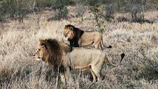 Mantimahle Male Lions around Red Road Males Territory  they are in Manyeleti  4 September 2024 [upl. by Dian]