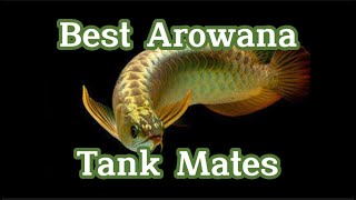 TOP AROWANA TANK MATES [upl. by Ydwor]