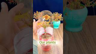 Winter care of your plants shorts short plants garden nature flowers [upl. by Felicio]