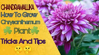 How To Grow Chandramallika flower  chrysanthemum plant  how to save chrysanthemum seeds [upl. by Guglielma]