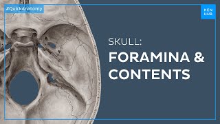 Skull foramina and contents  Quick Anatomy  Kenhub [upl. by Aralk175]