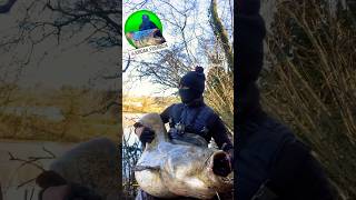 silure catfish fishing fishingvideo bigfish fish monsterfish [upl. by Renaldo]