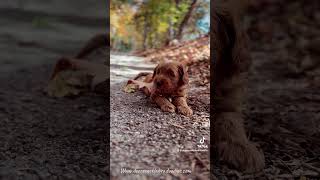 Crunchy leaf ASMR with a puppy newpuppy doodlepup goldendoodle labradoodle [upl. by Adiel568]