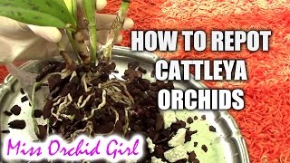 How to repot a Cattleya orchid [upl. by Aitnahc]