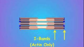 2 Sarcomere Structure [upl. by Dewey]