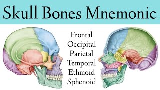 Skull Bone amp Suture MnemonicTrick Cranial Bone Anatomy Animation [upl. by Ennasirk694]